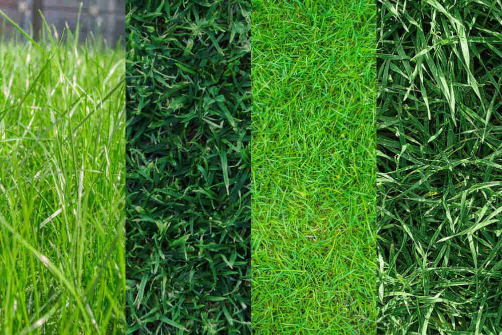 image of different types zoysia grass lawn
