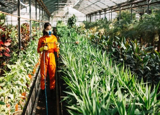 spraying-insecticide-plants-greenhouse